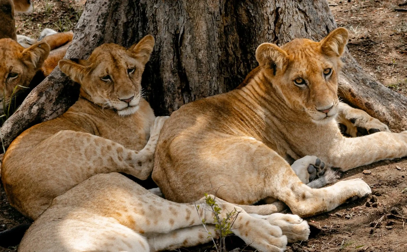 The Shield of the Pride