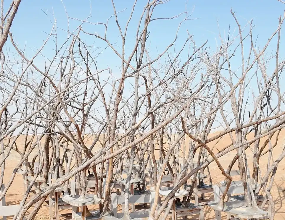 Desert Classroom of Nature