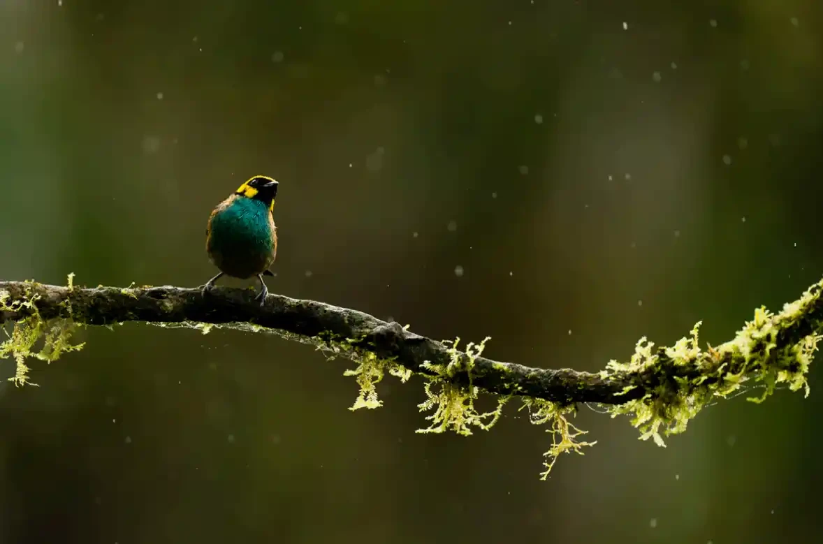 A Glistening Perch