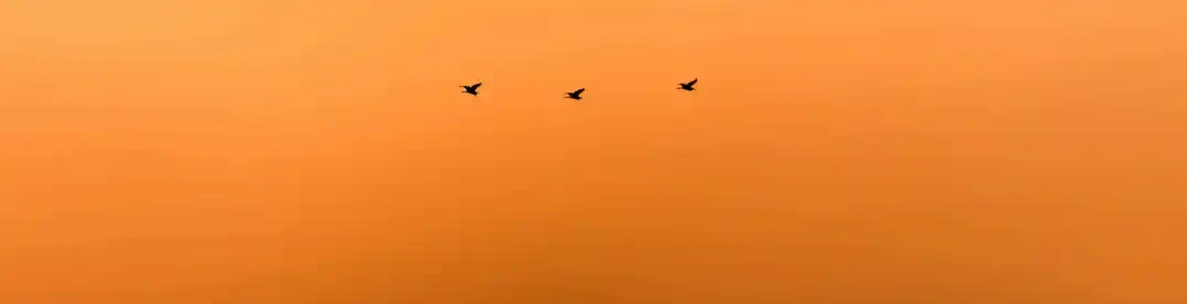 An Avian Scape