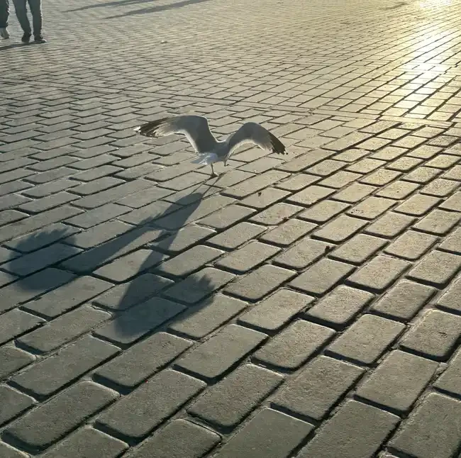 Featured image of Ephemeral Ascent