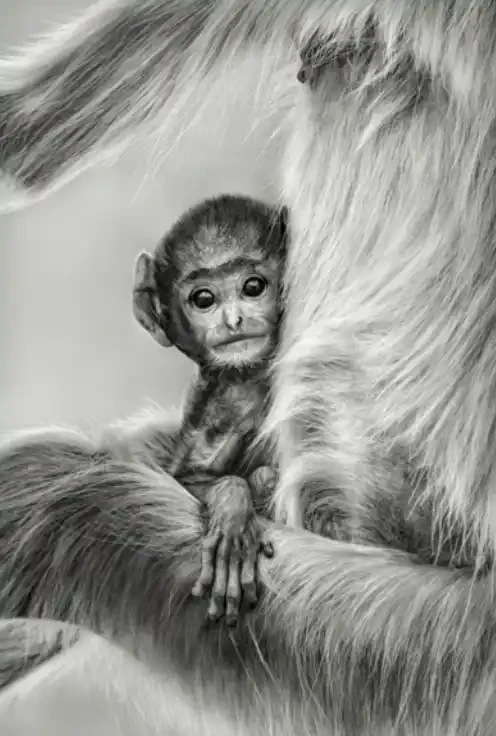 Innocence