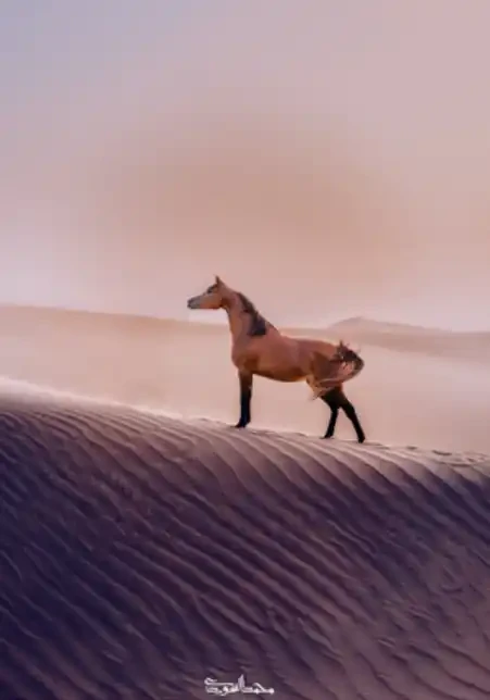 Arabian Beauty