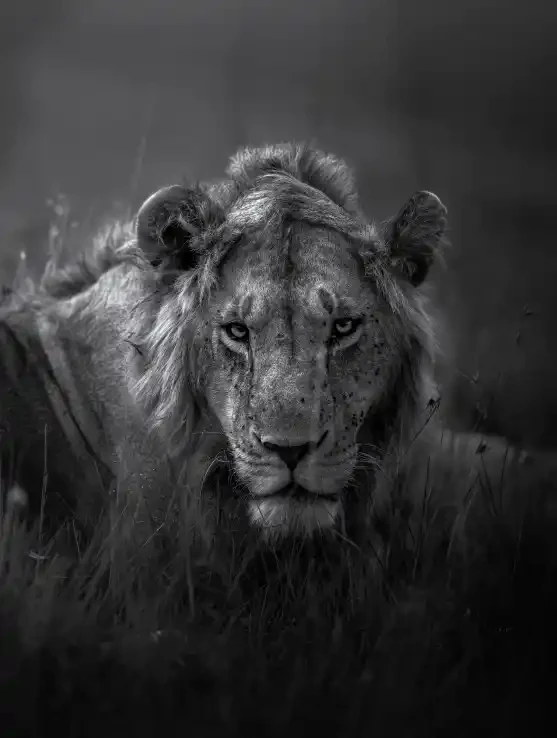 The Gaze of the Wild