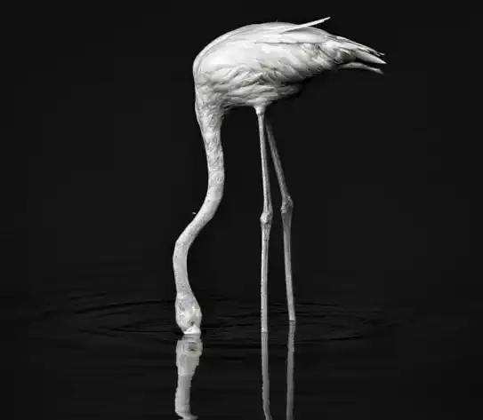 Flamingo Noir