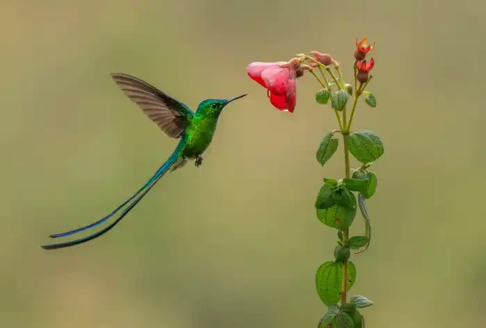 A Tail to Behold