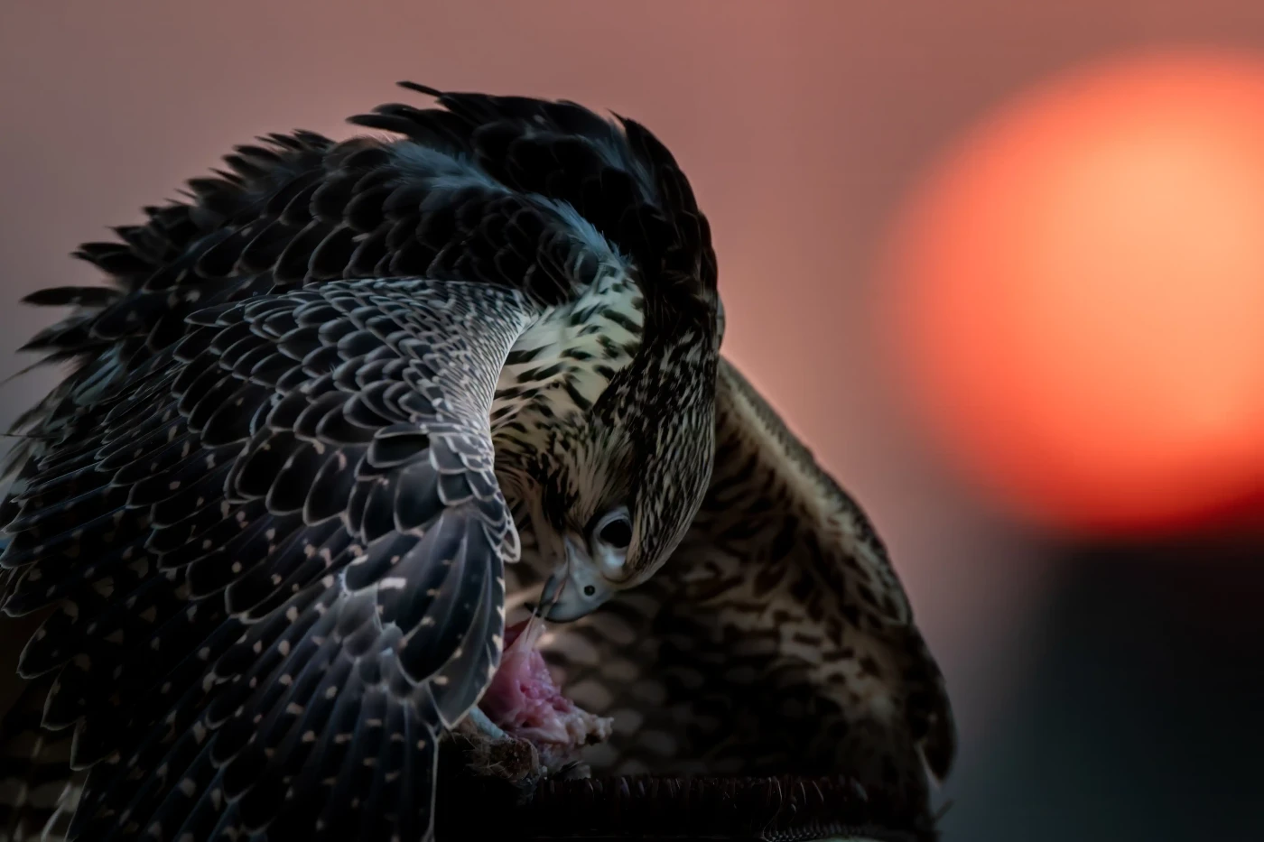 Featured image of The Feeding Ritual