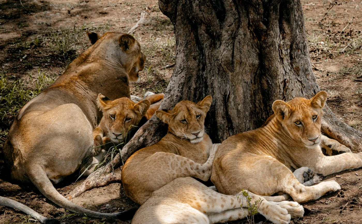 The Shield of the Pride
