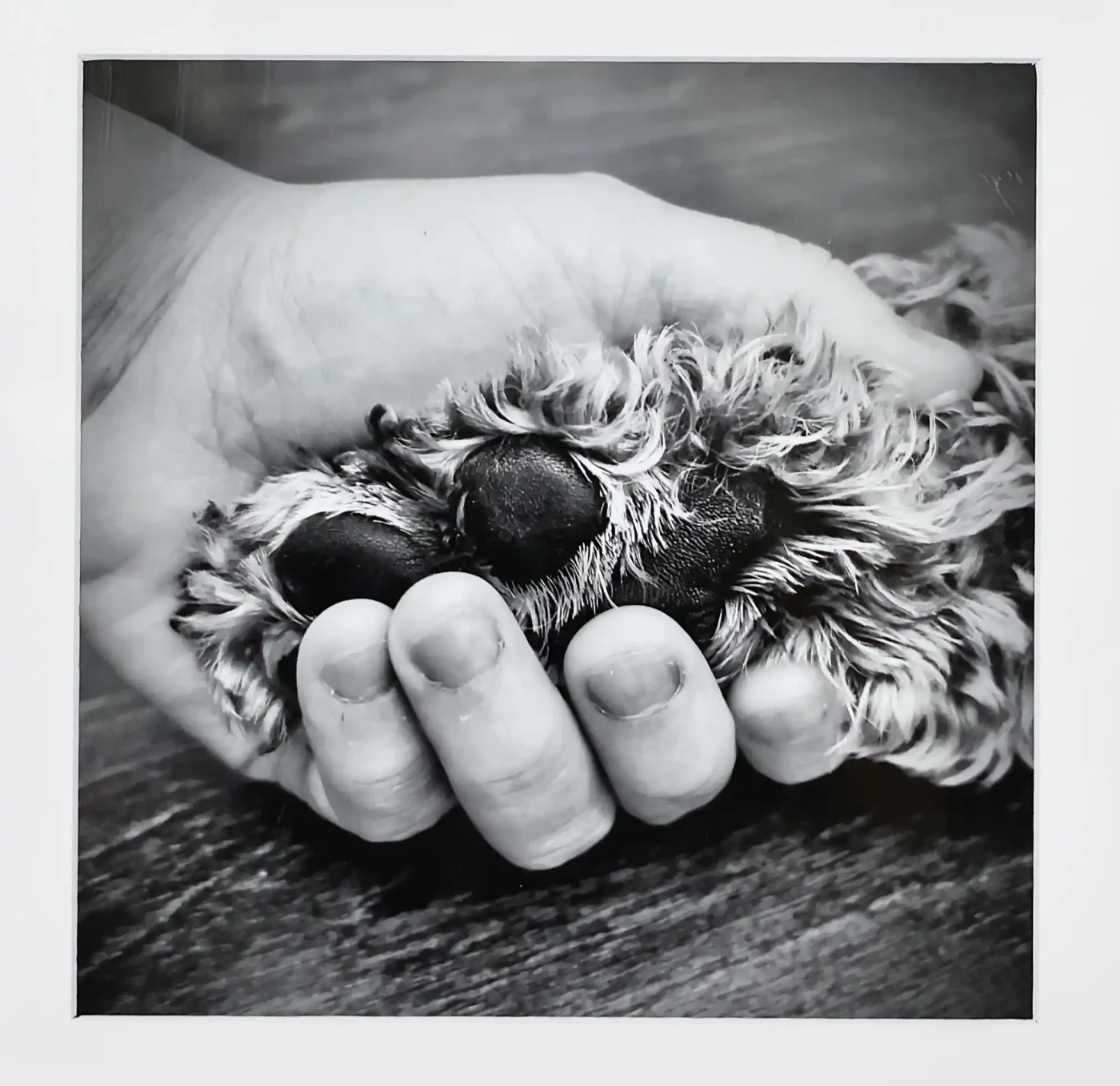 Featured image of Handheld Care: Paw-sitively Soulful