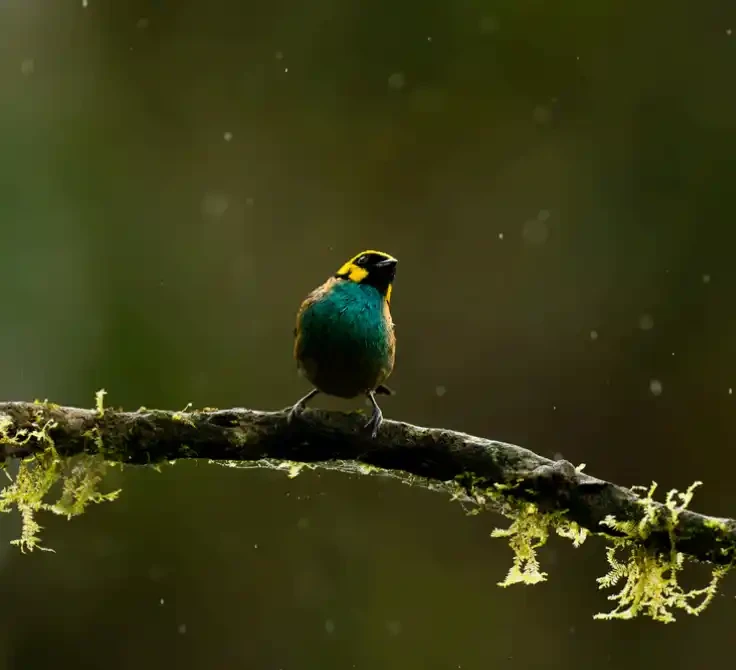 A Glistening Perch