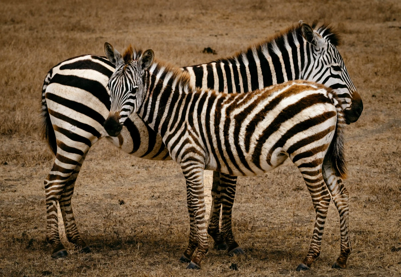 Featured image of Together We Stand