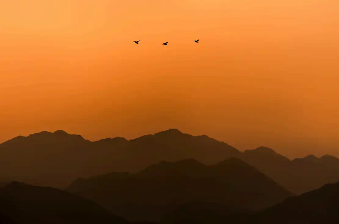An Avian Scape