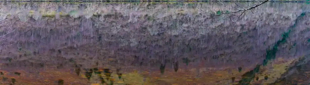 Lavender Fields