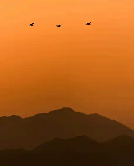 An Avian Scape