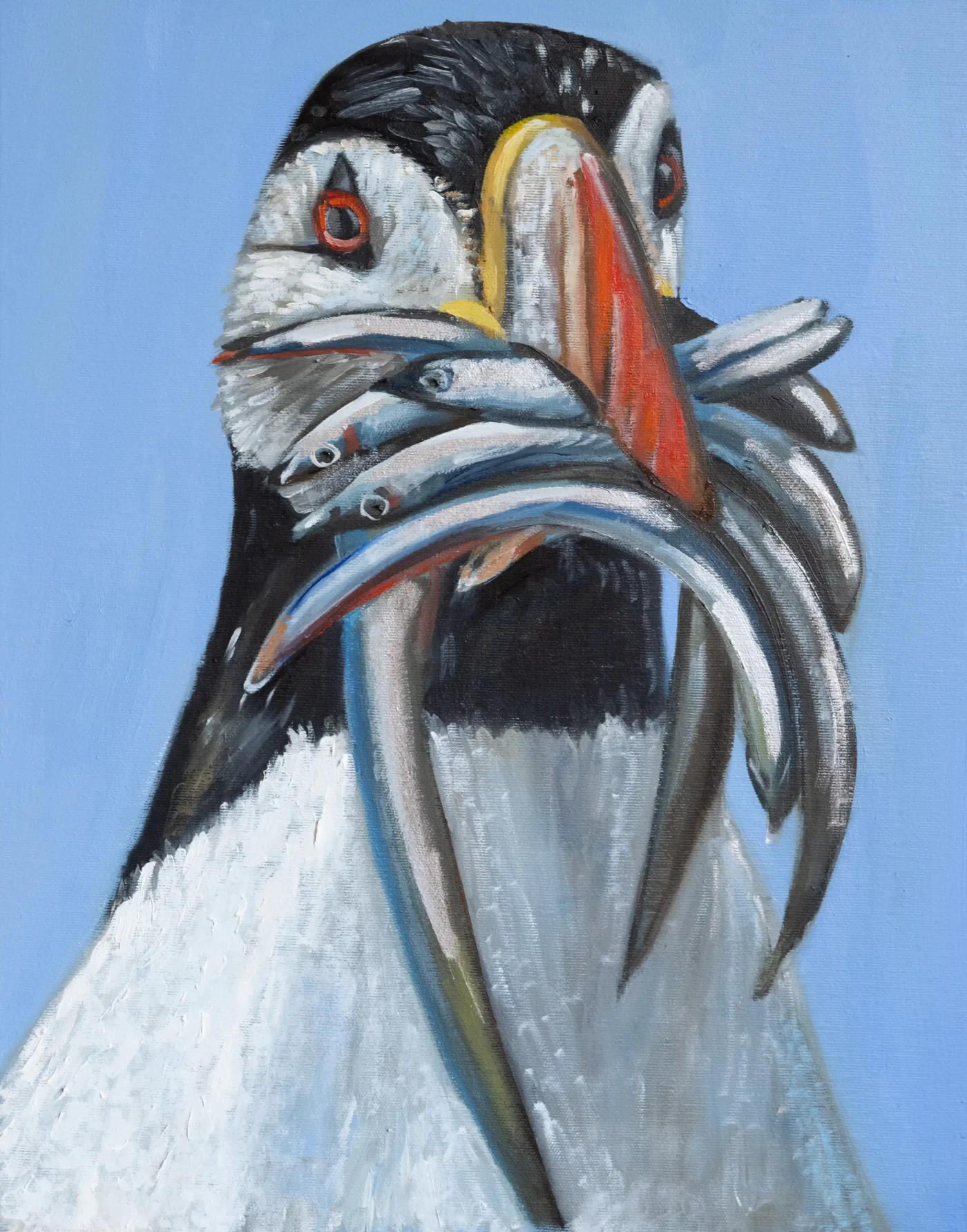 Puffin Bird