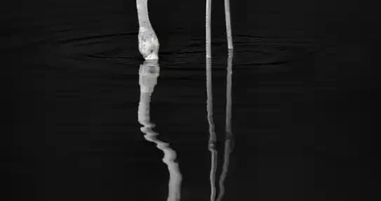 Flamingo Noir