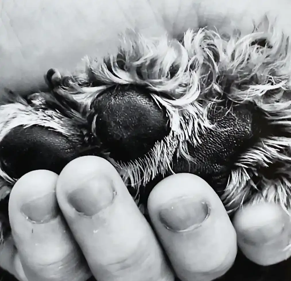 Handheld Care: Paw-sitively Soulful