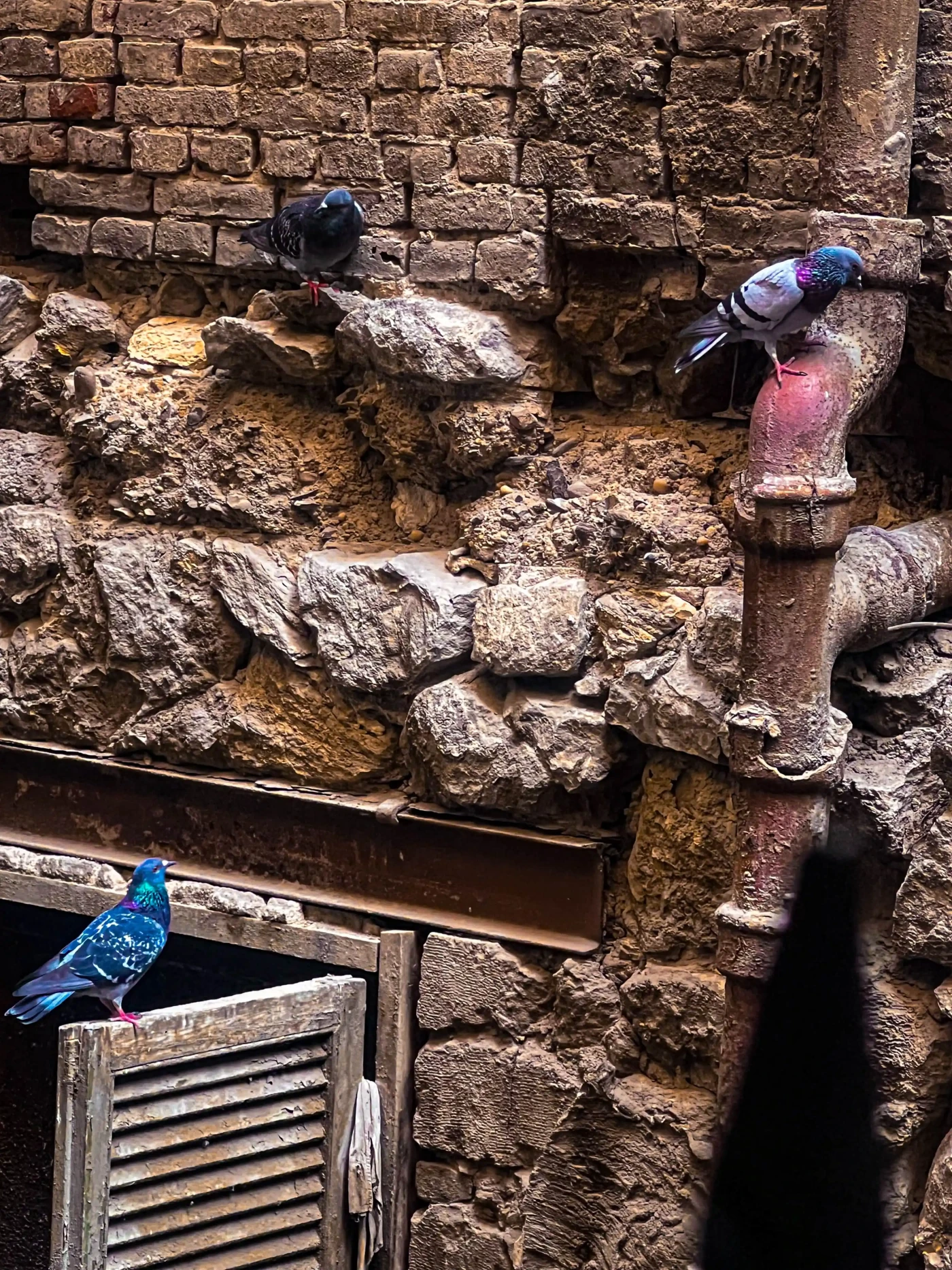 Featured image of The Dove Trilogy