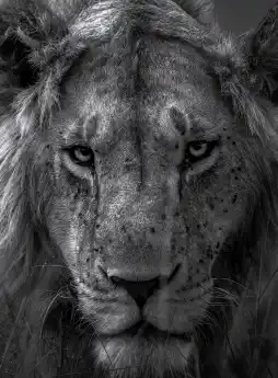 The Gaze of the Wild