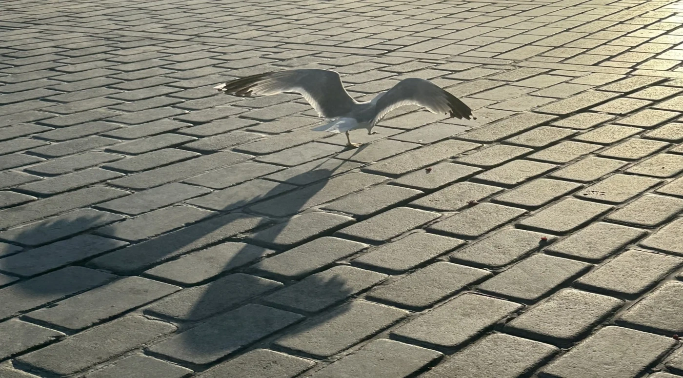 Featured image of Ephemeral Ascent