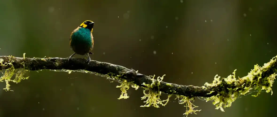 A Glistening Perch