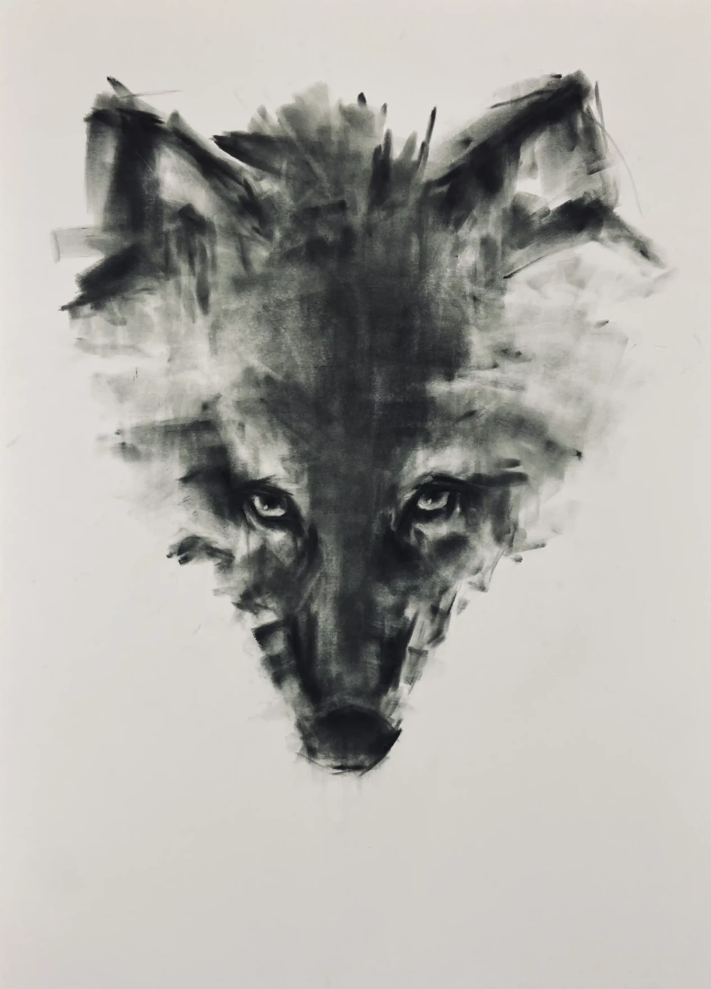Featured image of Wolf - Charcoal Drawing