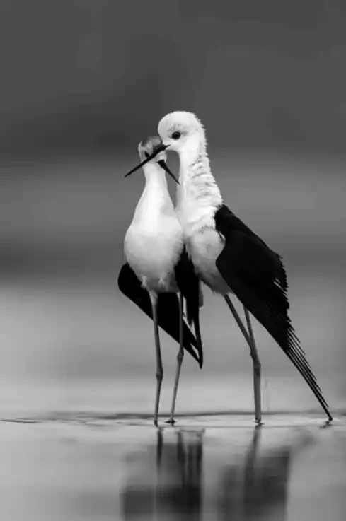The Spirit Of Love