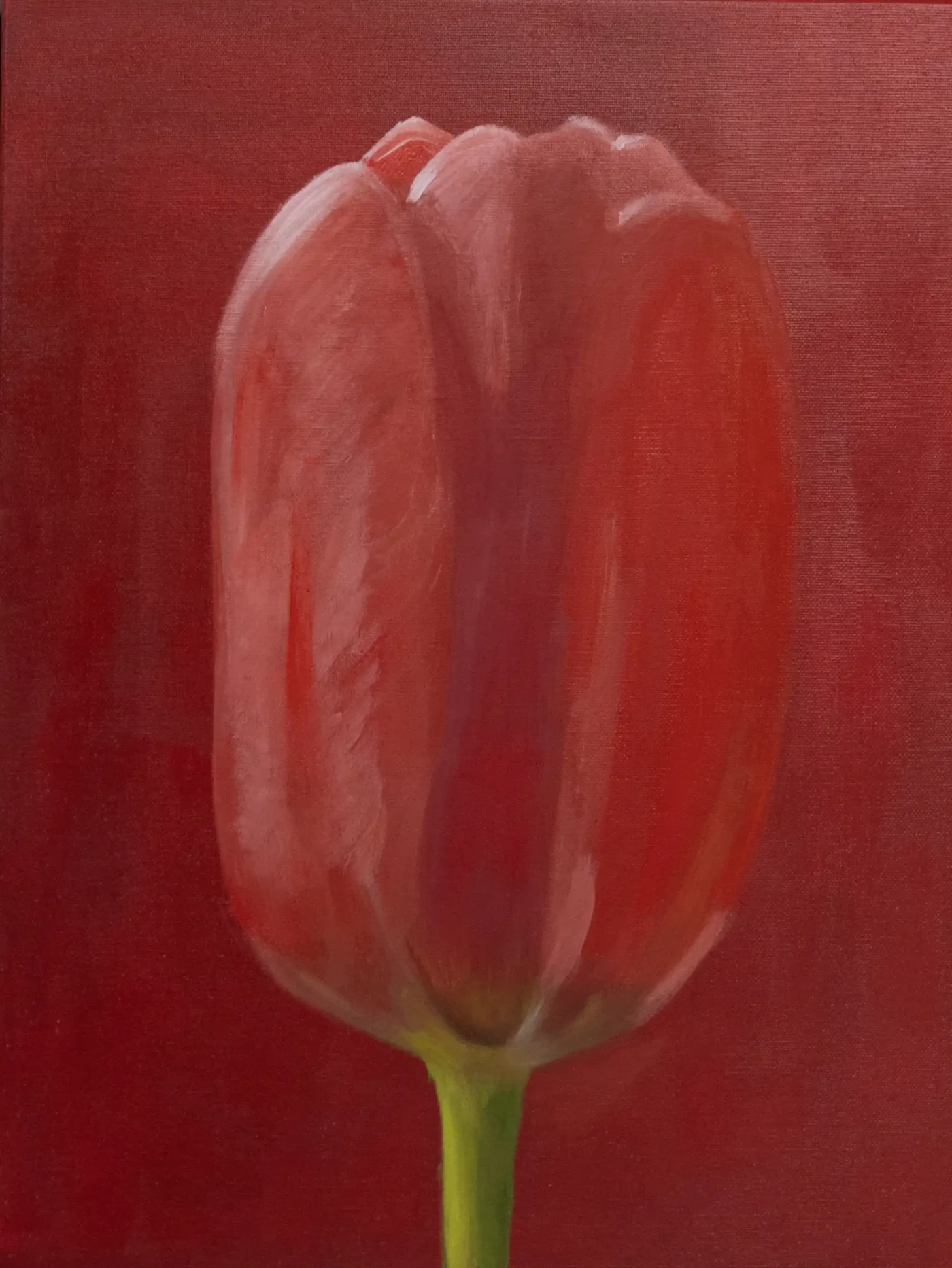 Featured image of Red Tulip