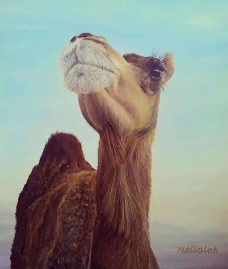 Featured image of Sahara Camel
