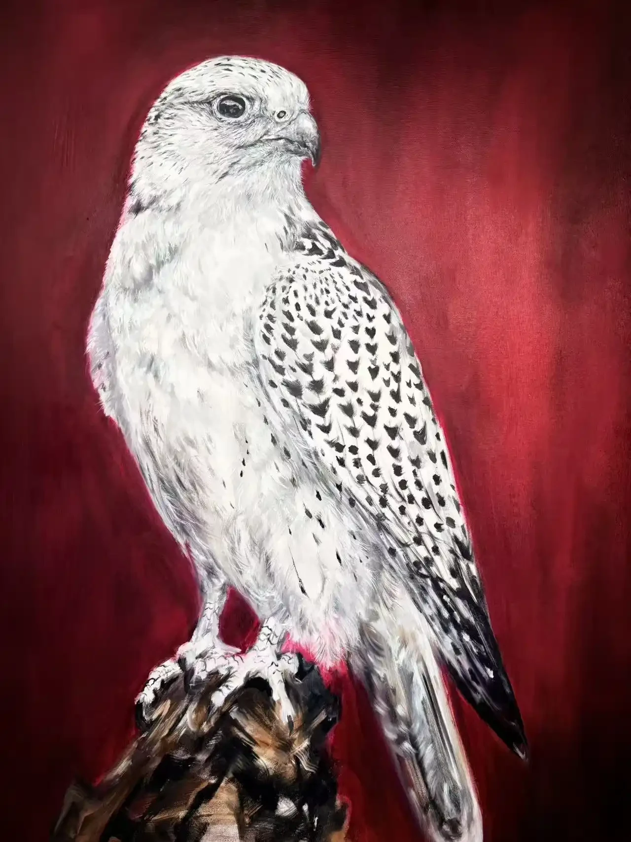 Featured image of White Falcon