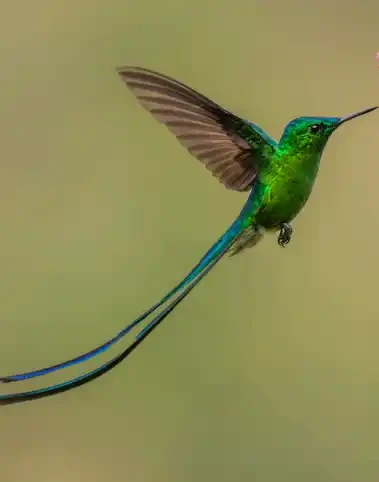 A Tail to Behold