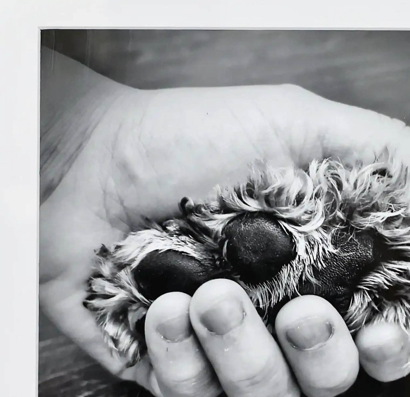 Handheld Care: Paw-sitively Soulful