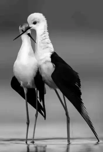 The Spirit Of Love