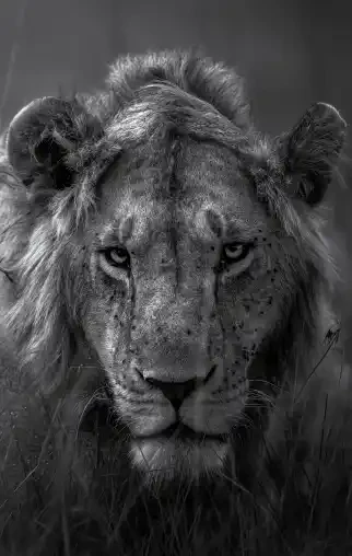 The Gaze of the Wild