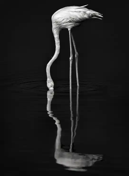 Flamingo Noir