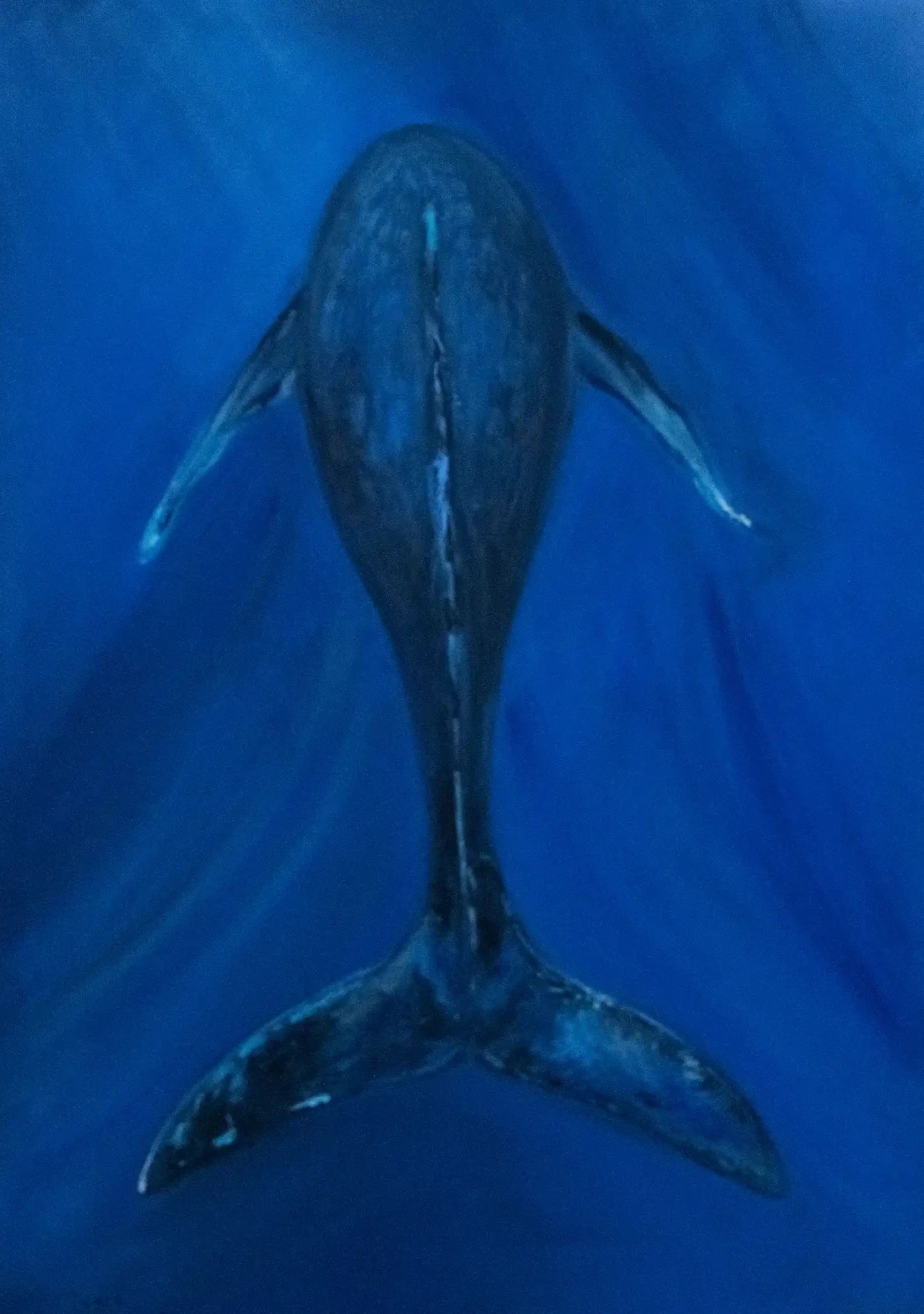 Featured image of Whale - Artwork