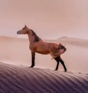 Arabian Beauty