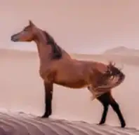 Arabian Beauty