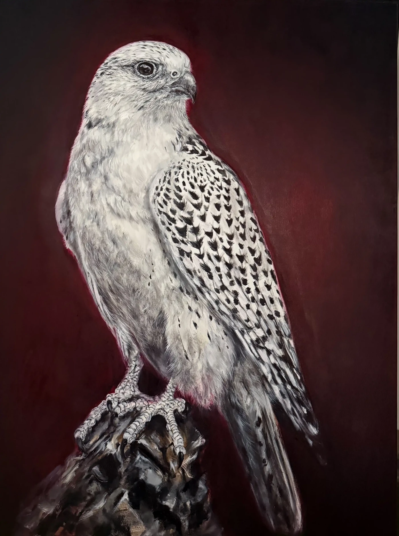 Featured image of White Falcon