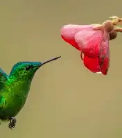 A Tail to Behold